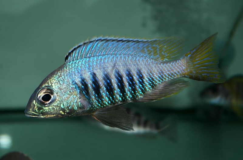 Placidochromis sp. 'jalo' Jalo Reef